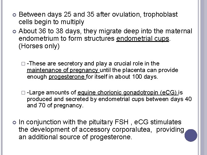 Between days 25 and 35 after ovulation, trophoblast cells begin to multiply About 36