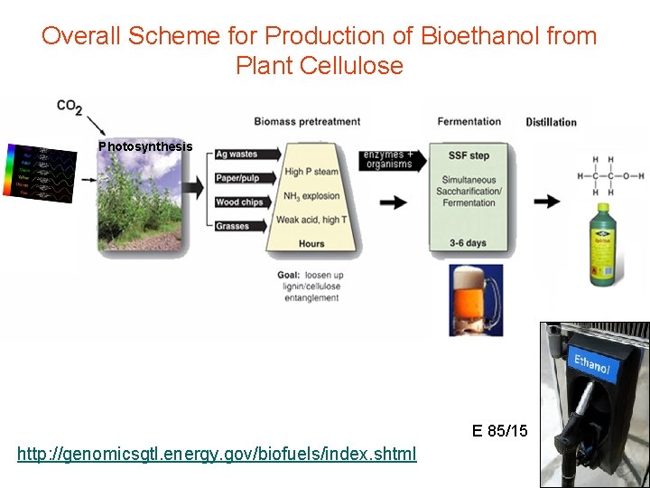 Overall Scheme for Production of Bioethanol from Plant Cellulose Photosynthesis E 85/15 http: //genomicsgtl.