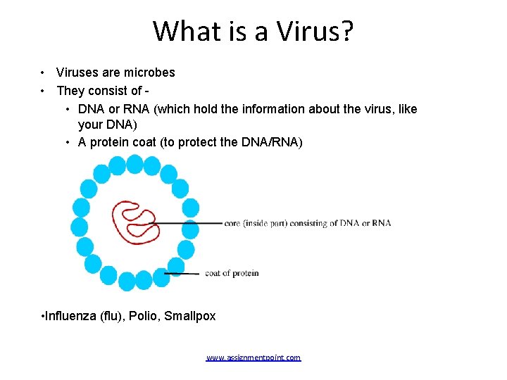What is a Virus? • Viruses are microbes • They consist of • DNA