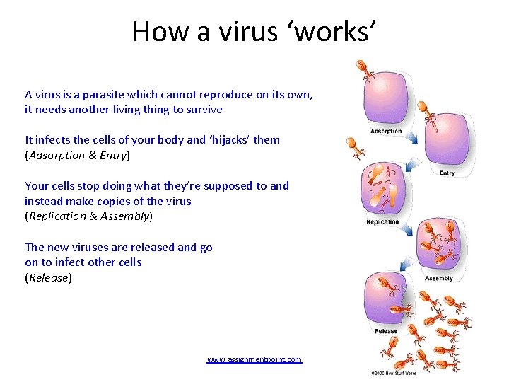 How a virus ‘works’ A virus is a parasite which cannot reproduce on its