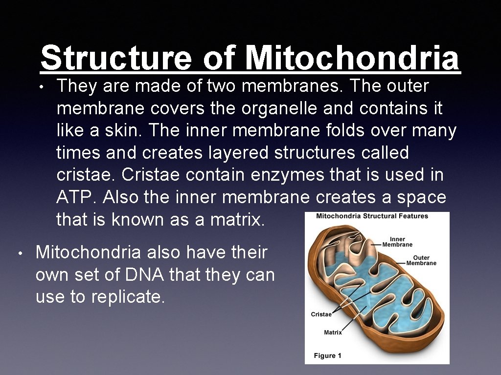 Structure of Mitochondria • • They are made of two membranes. The outer membrane