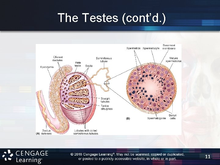 Chapter 19 The Reproductive System 2 Introduction Reproduction