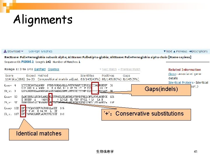 Alignments Gaps(indels) ’+‘：Conservative substitutions Identical matches 生物信息学 41 