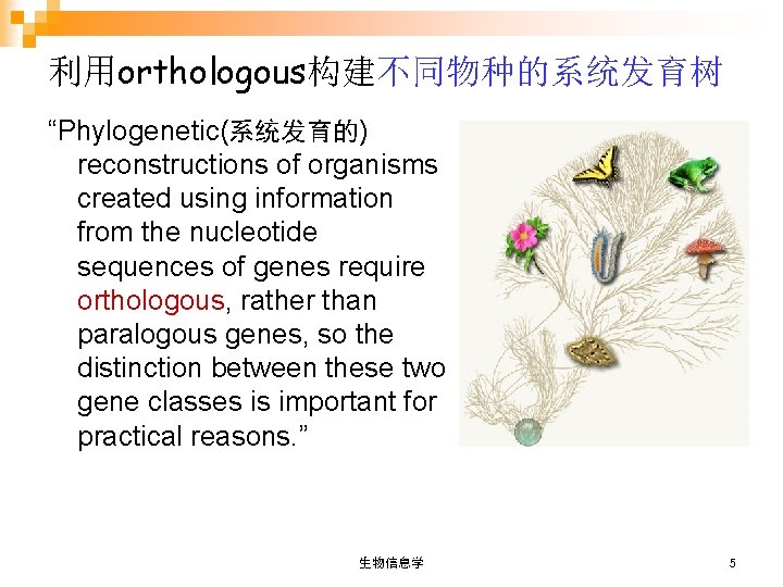 利用orthologous构建不同物种的系统发育树 “Phylogenetic(系统发育的) reconstructions of organisms created using information from the nucleotide sequences of genes