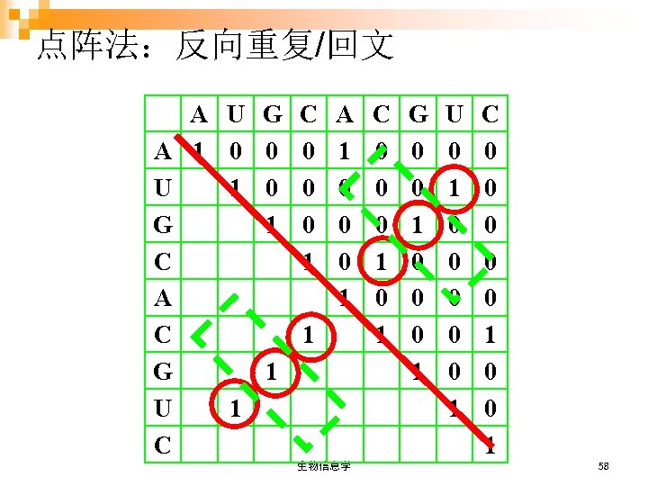 点阵法：反向重复/回文 A U G A 1 0 0 U 1 0 G 1 C