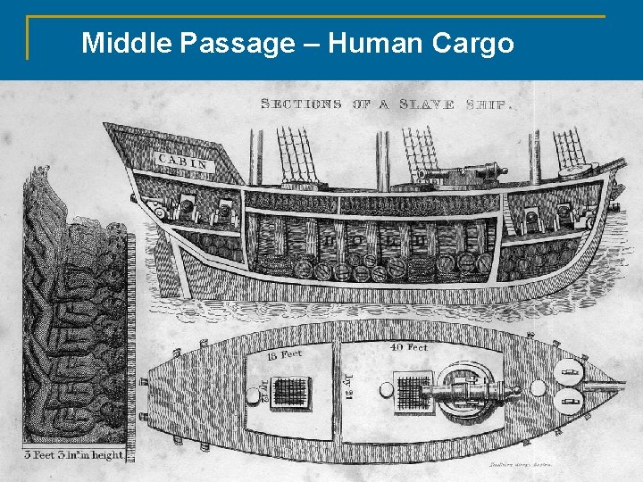 Middle Passage – Human Cargo © 2011, The Mc. Graw-Hill Companies, Inc. All Rights