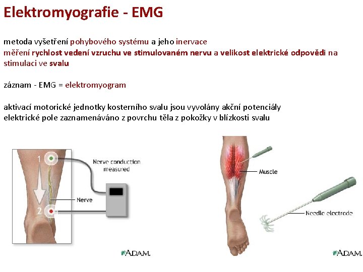 Elektromyografie - EMG metoda vyšetření pohybového systému a jeho inervace měření rychlost vedení vzruchu