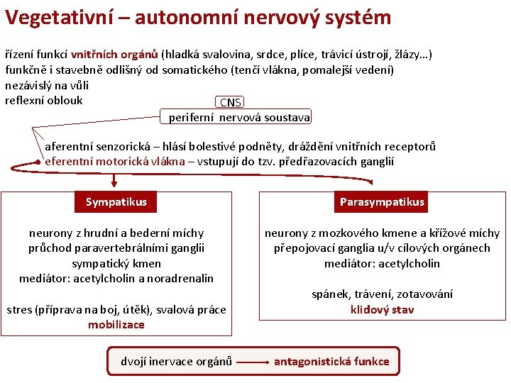 Vegetativní – autonomní nervový systém řízení funkcí vnitřních orgánů (hladká svalovina, srdce, plíce, trávicí