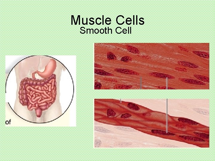 Muscle Cells Smooth Cell 