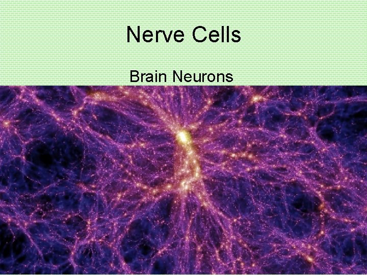 Nerve Cells Brain Neurons 