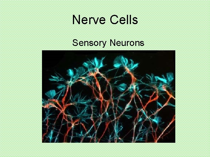 Nerve Cells Sensory Neurons 