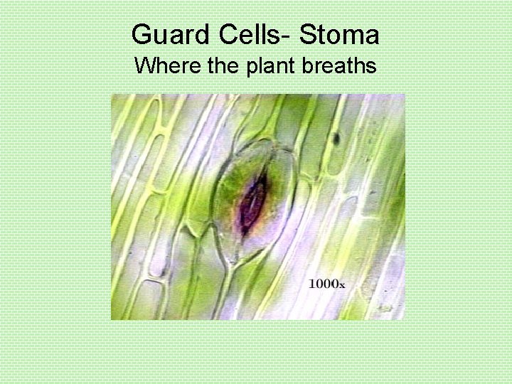 Guard Cells- Stoma Where the plant breaths 