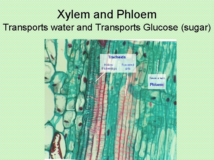 Xylem and Phloem Transports water and Transports Glucose (sugar) 