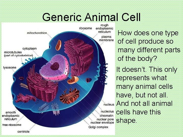 Generic Animal Cell How does one type of cell produce so many different parts