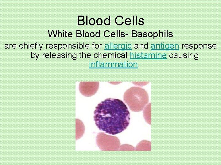 Blood Cells White Blood Cells- Basophils are chiefly responsible for allergic and antigen response