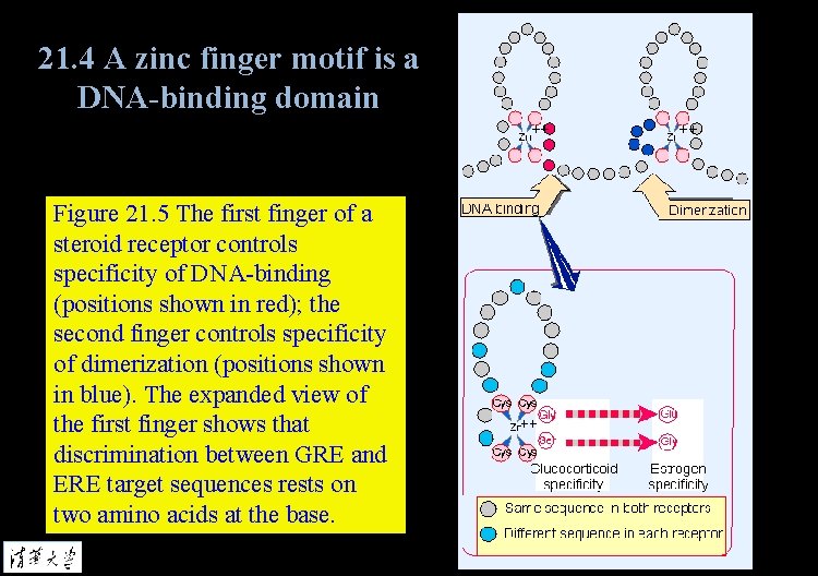 21. 4 A zinc finger motif is a DNA-binding domain Figure 21. 5 The
