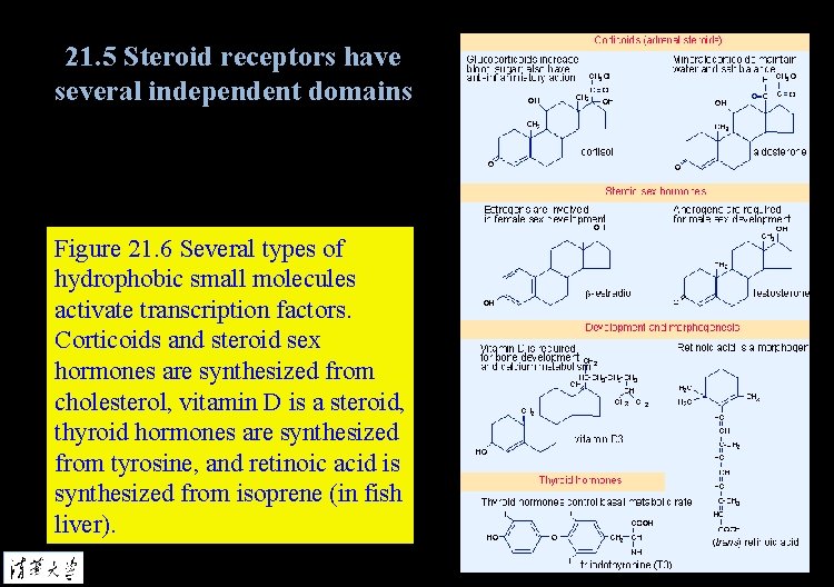 21. 5 Steroid receptors have several independent domains Figure 21. 6 Several types of