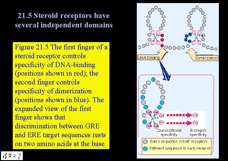21. 5 Steroid receptors have several independent domains Figure 21. 5 The first finger