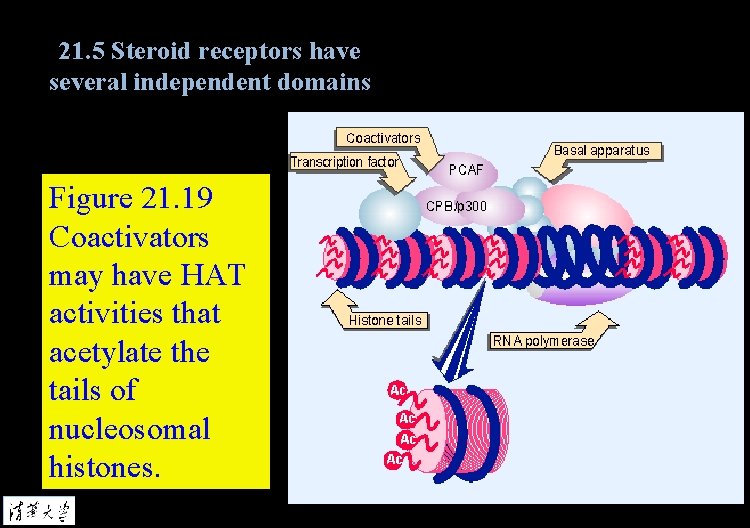 21. 5 Steroid receptors have several independent domains Figure 21. 19 Coactivators may have