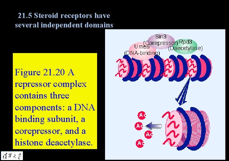 21. 5 Steroid receptors have several independent domains Figure 21. 20 A repressor complex