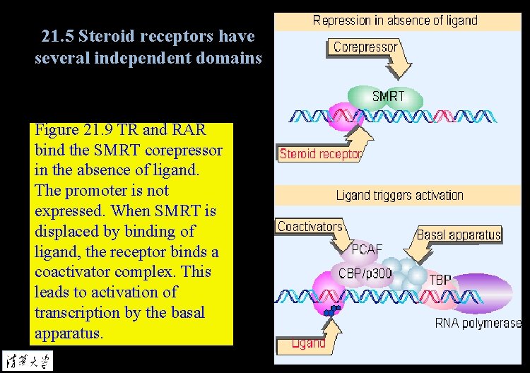 21. 5 Steroid receptors have several independent domains Figure 21. 9 TR and RAR