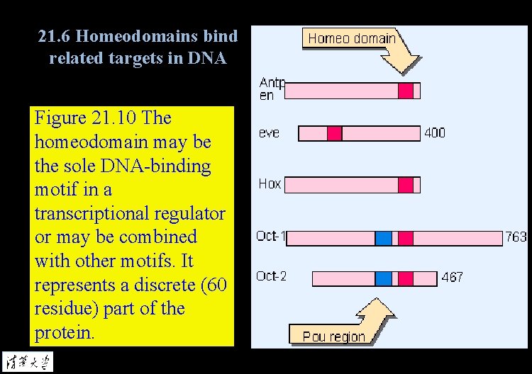21. 6 Homeodomains bind related targets in DNA Figure 21. 10 The homeodomain may