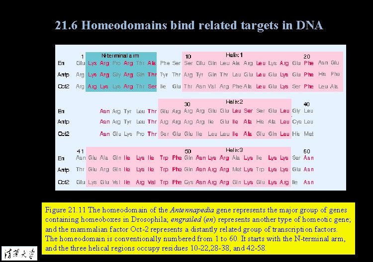 21. 6 Homeodomains bind related targets in DNA Figure 21. 11 The homeodomain of