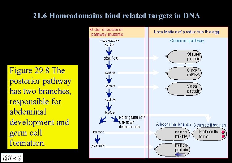 21. 6 Homeodomains bind related targets in DNA Figure 29. 8 The posterior pathway