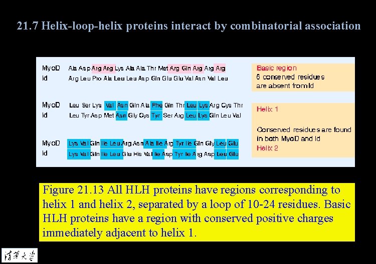 21. 7 Helix-loop-helix proteins interact by combinatorial association Figure 21. 13 All HLH proteins