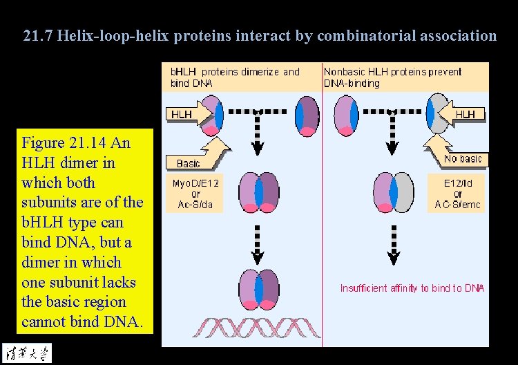 21. 7 Helix-loop-helix proteins interact by combinatorial association Figure 21. 14 An HLH dimer