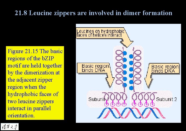 21. 8 Leucine zippers are involved in dimer formation Figure 21. 15 The basic