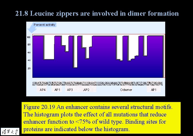 21. 8 Leucine zippers are involved in dimer formation Figure 20. 19 An enhancer