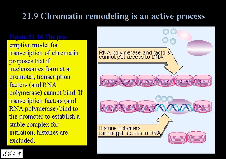 21. 9 Chromatin remodeling is an active process Figure 21. 16 The preemptive model