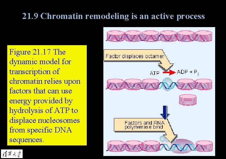 21. 9 Chromatin remodeling is an active process Figure 21. 17 The dynamic model