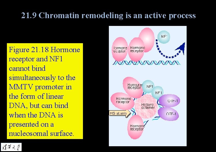 21. 9 Chromatin remodeling is an active process Figure 21. 18 Hormone receptor and