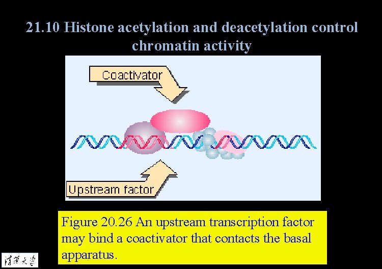 21. 10 Histone acetylation and deacetylation control chromatin activity Figure 20. 26 An upstream