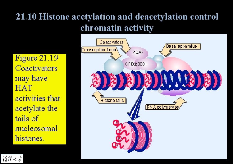 21. 10 Histone acetylation and deacetylation control chromatin activity Figure 21. 19 Coactivators may