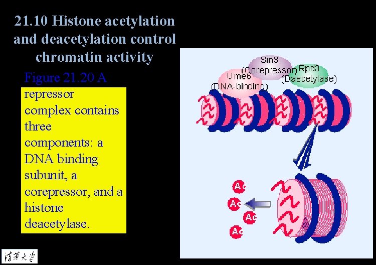 21. 10 Histone acetylation and deacetylation control chromatin activity Figure 21. 20 A repressor