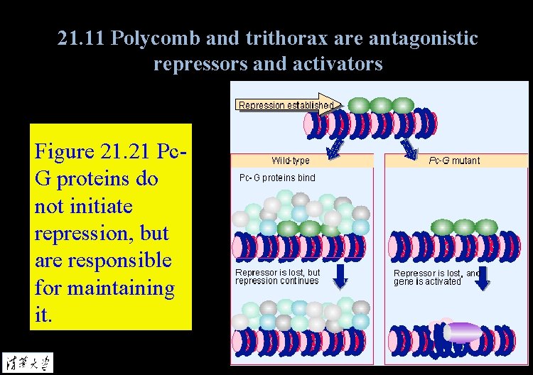 21. 11 Polycomb and trithorax are antagonistic repressors and activators Figure 21. 21 Pc.
