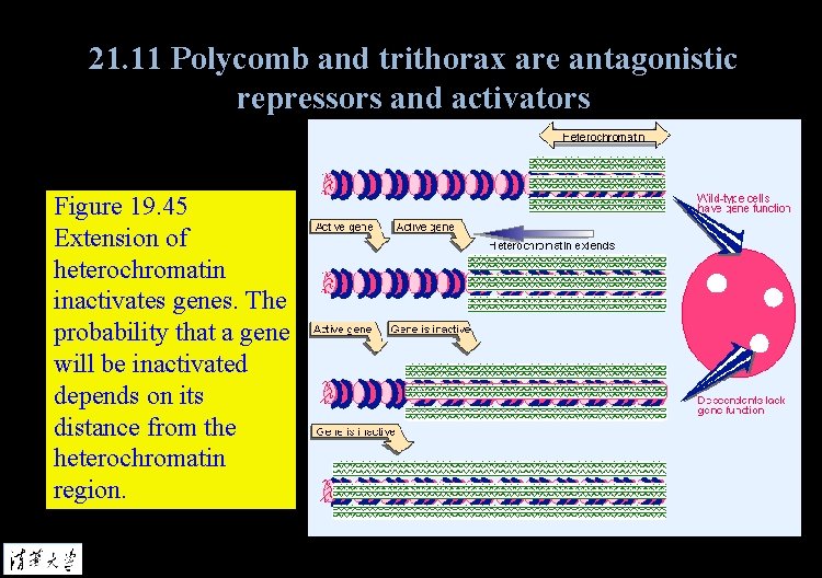 21. 11 Polycomb and trithorax are antagonistic repressors and activators Figure 19. 45 Extension