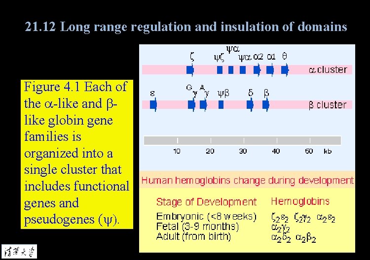 21. 12 Long range regulation and insulation of domains Figure 4. 1 Each of