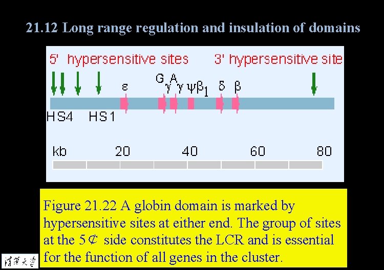 21. 12 Long range regulation and insulation of domains Figure 21. 22 A globin