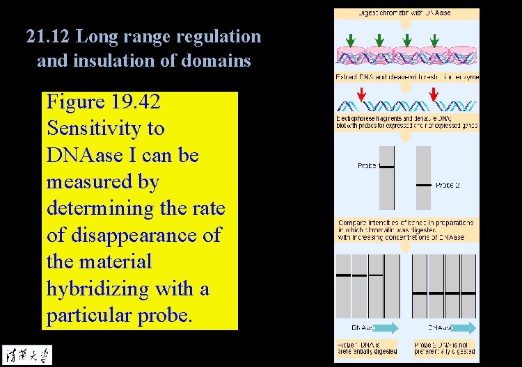 21. 12 Long range regulation and insulation of domains Figure 19. 42 Sensitivity to