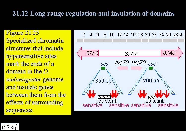 21. 12 Long range regulation and insulation of domains Figure 21. 23 Specialized chromatin