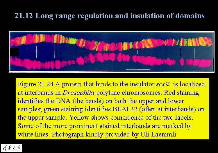 21. 12 Long range regulation and insulation of domains Figure 21. 24 A protein