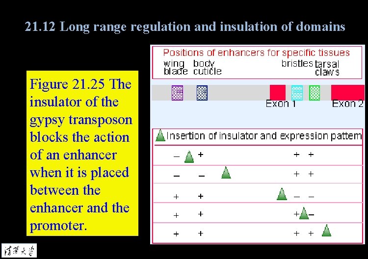 21. 12 Long range regulation and insulation of domains Figure 21. 25 The insulator
