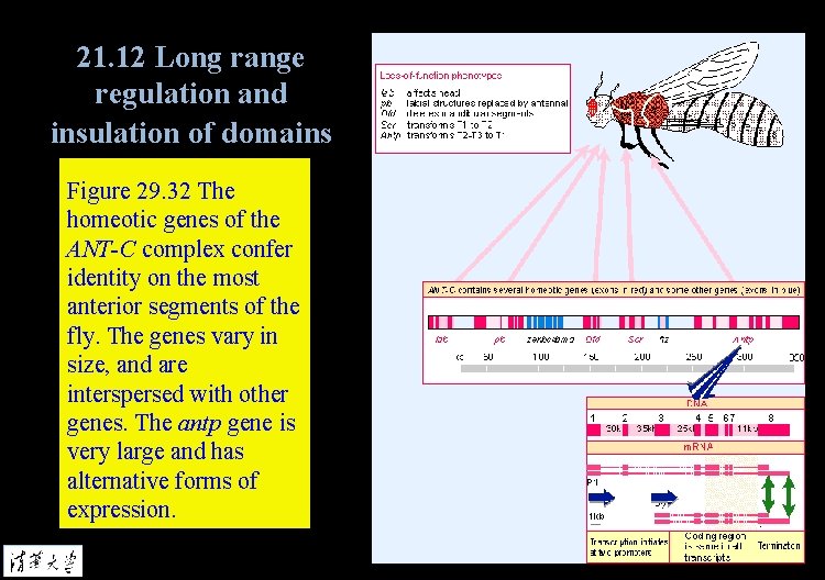 21. 12 Long range regulation and insulation of domains Figure 29. 32 The homeotic