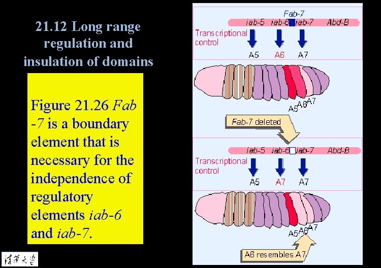21. 12 Long range regulation and insulation of domains Figure 21. 26 Fab -7