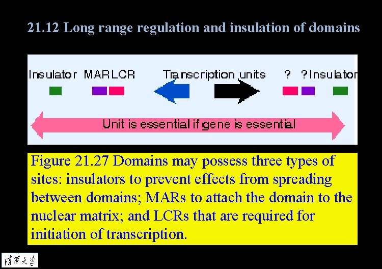21. 12 Long range regulation and insulation of domains Figure 21. 27 Domains may