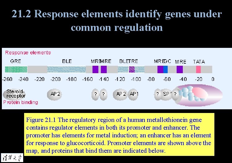 21. 2 Response elements identify genes under common regulation Figure 21. 1 The regulatory